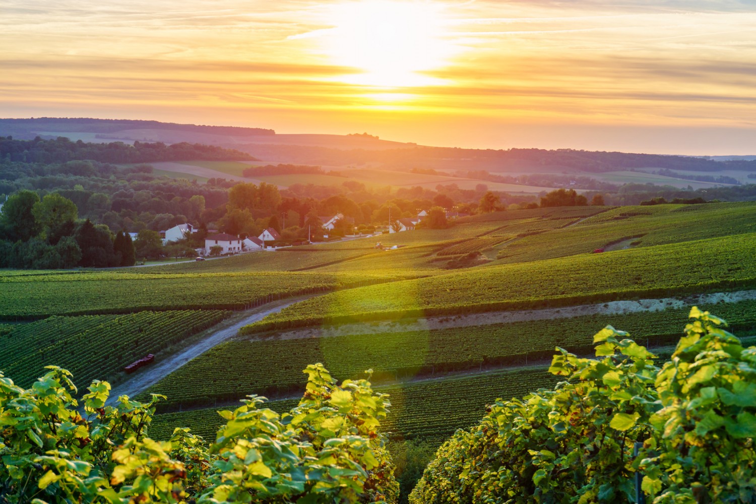 Champagne Day Tour (Reims) from £186pp Wine Tasting France